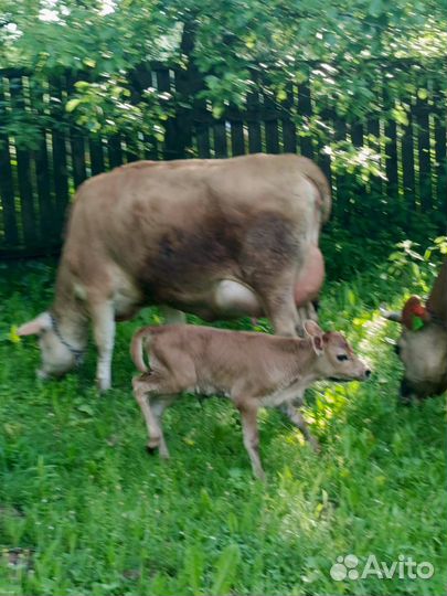 Корова дойная перво тел