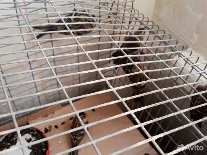 Певчие птицы