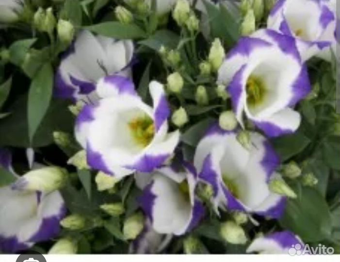 Рассада эустомы