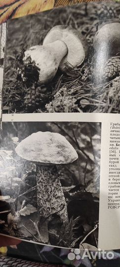 Иллюстрированная энциклопедия растений