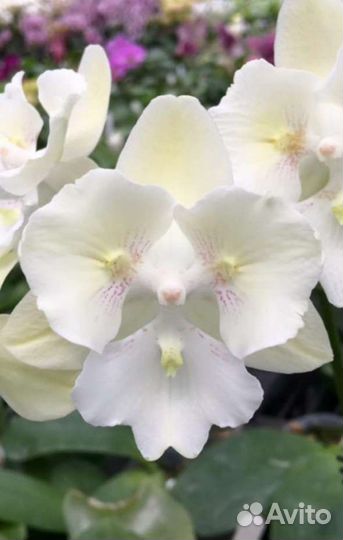 Орхидея фаленопсис бабочка биглип