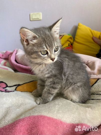 Котенок