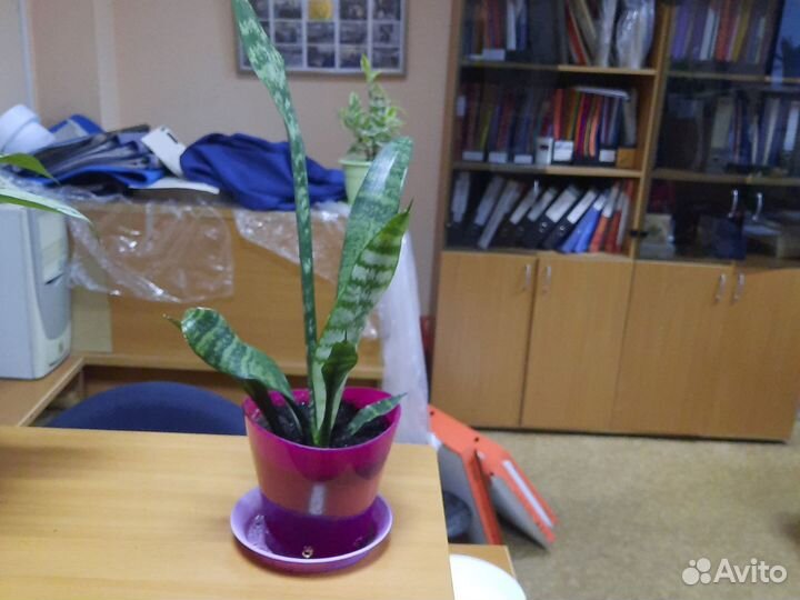 Сансевиерия, алоэ, колеос