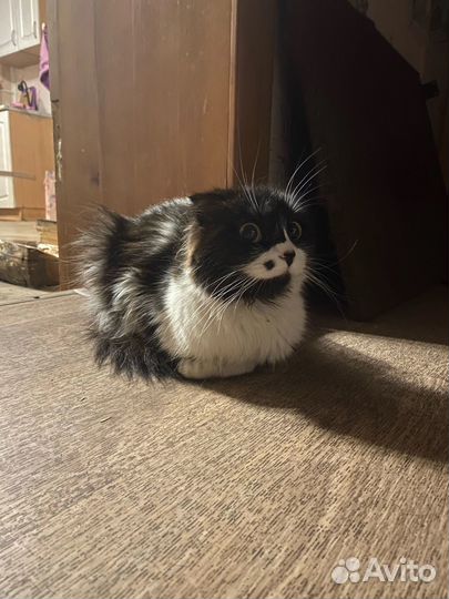 Кошки и котята