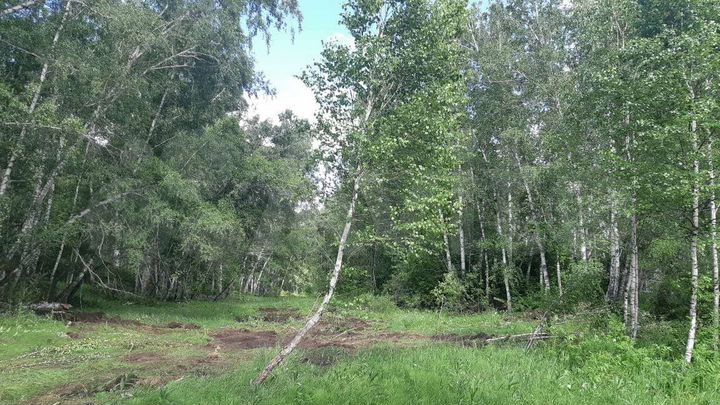 Участок 12 сот. (СНТ, ДНП)