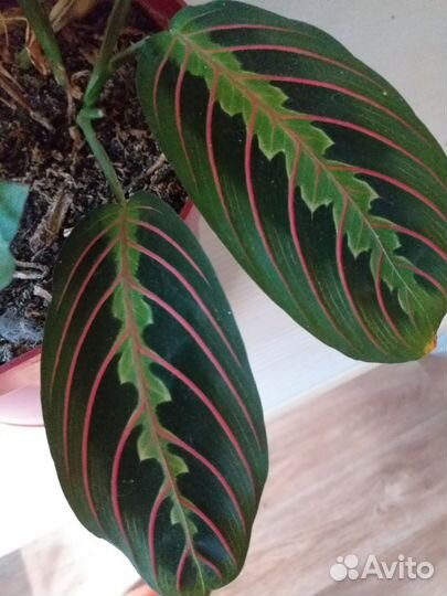 Маранта фасцинатор триколор