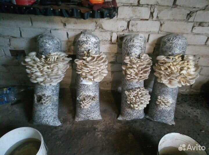 Мицелий вешенки