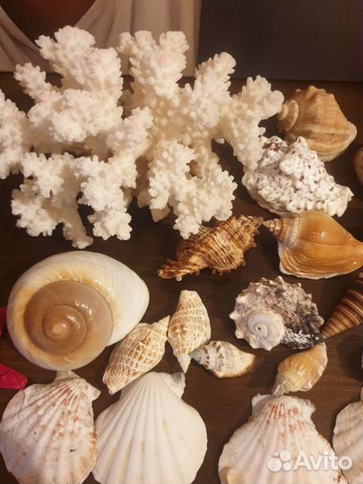 Морские ракушки и кораллы