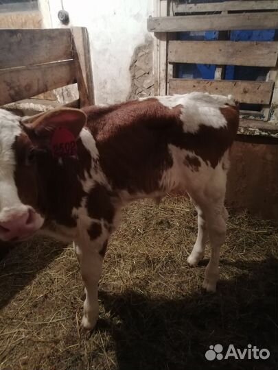 Домашние бычки отпоенные и на молоко