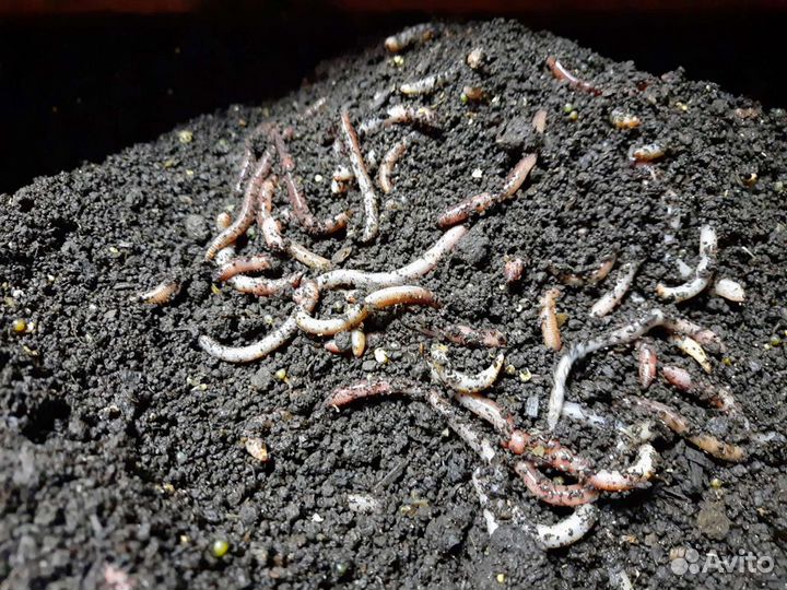 Биогумус на основе перепелиного помета и торфа