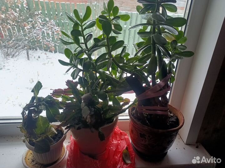 Декабрист шлюмбергера