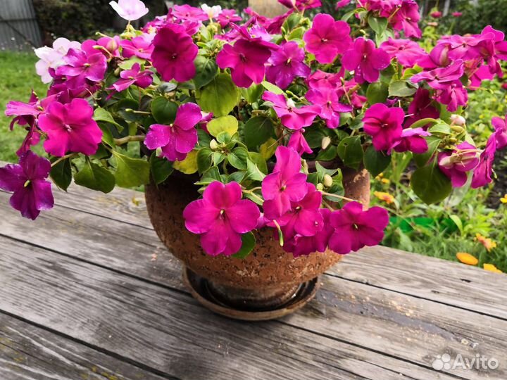 Цветок Бальзамин в Амфорном Горшке