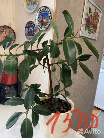 Молочай,фикус