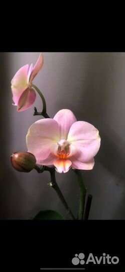 Орхидея фаленопсис