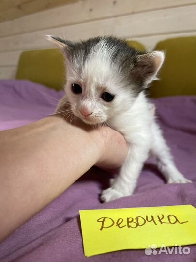 Отдам даром бесплатно в дар котята