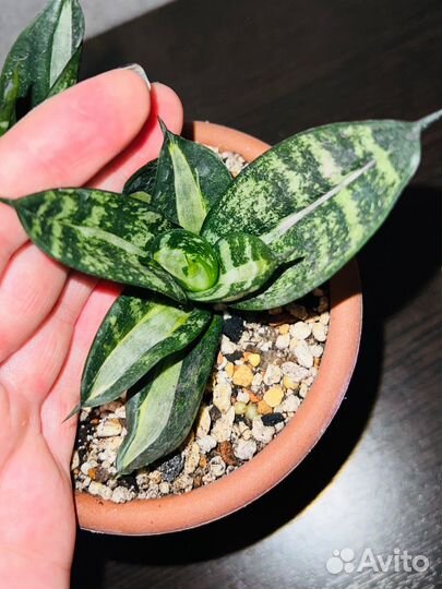 Сансевиерия Ханни Страйкер