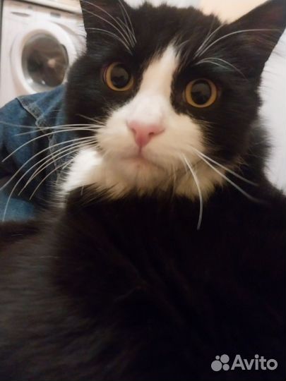 Котик ищет дом