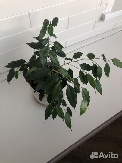 Бенджамина