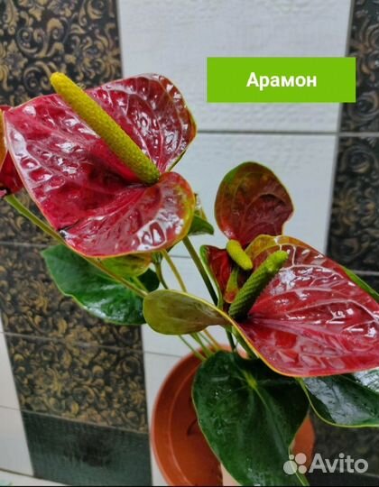 Антуриумы сортовые