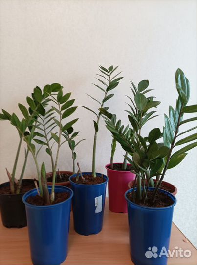 Комнатные домашние растения