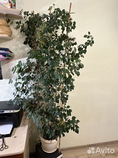 Дикий виноград