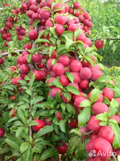 Саженцы яблони