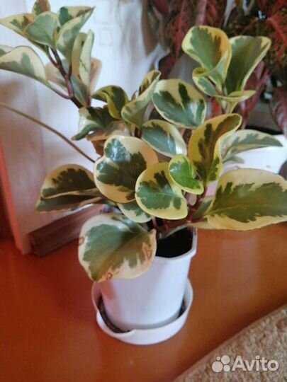 Пеперомия вариегатная