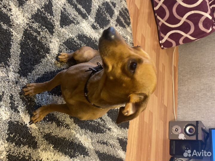 Вязка такса