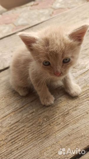 Котёнок мальчик в добрые руки