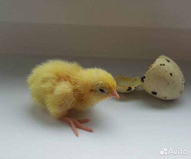 Перепелята суточные