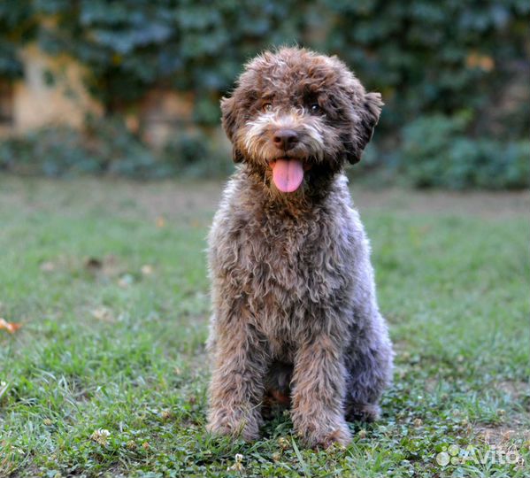 Щенки лаготто романьоло