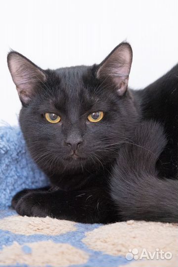 Котик Равель ищет ответственных и любящих родителе