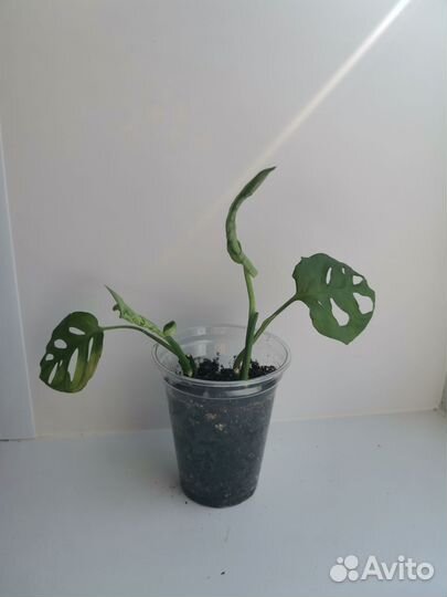 Монстера манки маск