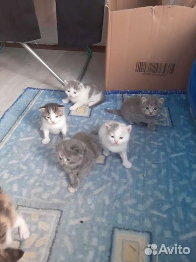 Котята отдаю