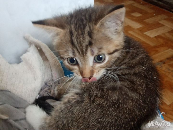 Кошка в дар бесплатно