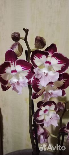 Орхидея фаленопсис биг лип Тинкерсбелл кисс