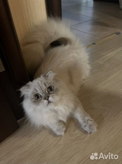 Шотландский кот вязка