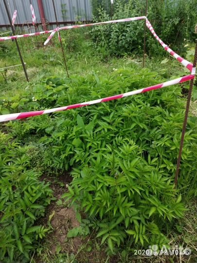 Саженцы тибетской малины