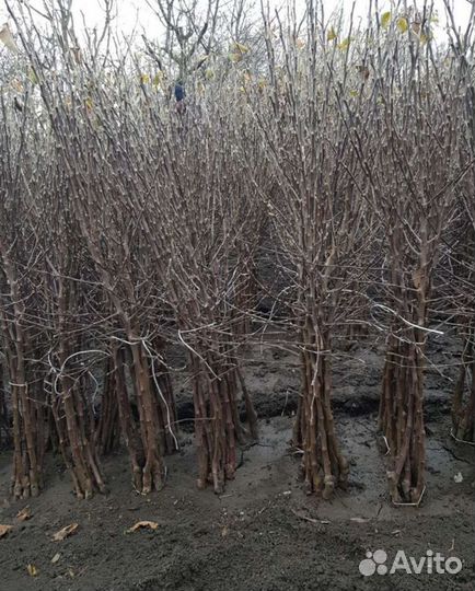 Саженцы Яблони оптом