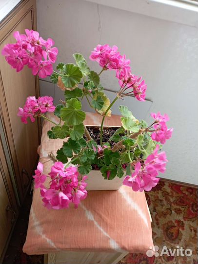 Пеларгония герань