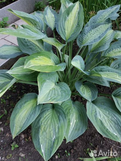 Хосты, гейхеры