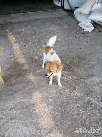 Собаке нужен дом