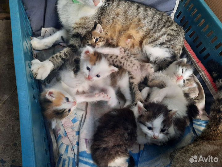 Котята в добрую семью