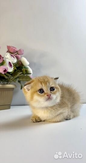 Шотландская вислоухая золотая шиншилла