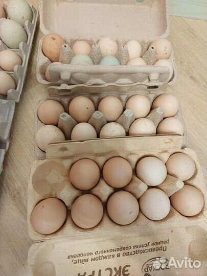 Инкубационное яйцо породной птицы