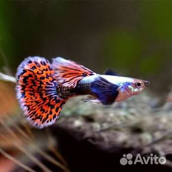 Рыбки, растения, ампулярии