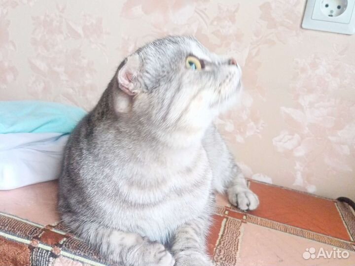 Кот в добрые руки