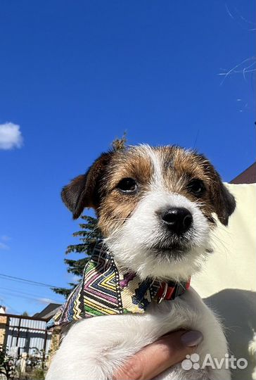 Джек рассел терьер