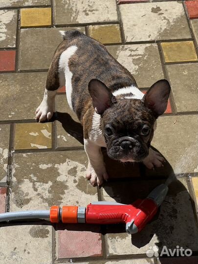 Французский бульдог щенок