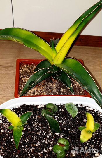 Сансевиерии сортовые